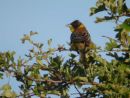 BLACK-HEADED BUNTING